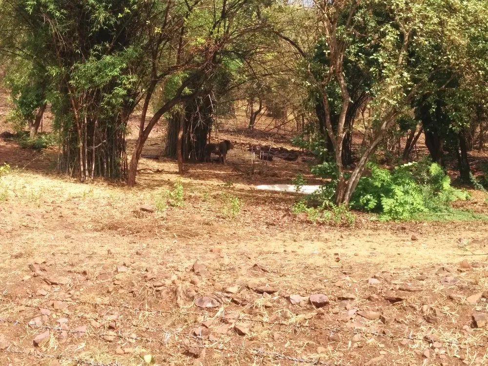 Forested trail at Van Vihar National Park beside the Upper Lake