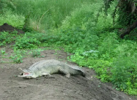 Van Vihar National Park, Bhopal